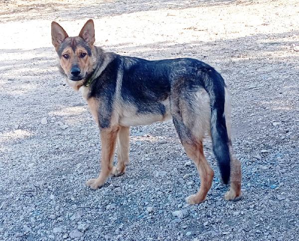 Ninì, affettuosa, sicuro abbandono Foto 2